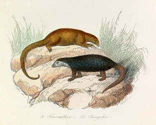 Illustratie uit het boek "Complete Works of Buffon": Les Quadrupedes: Le fourmillier et le pangolin (gravure)