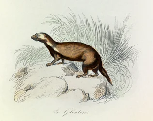 Illustratie uit het boek "Complete Works of Buffon": Les Quadrupedes: Le glouton (gravure)