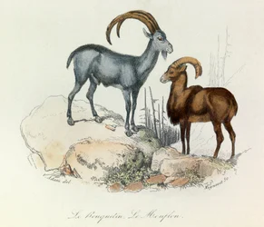 Illustratie uit het boek "Complete Works of Buffon": De viervoeters: De steenbok en de moeflon (gravure)