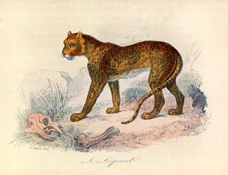 Illustratie uit het boek "Complete Works of Buffon": Les Quadrupedes: De luipaard (gravure)