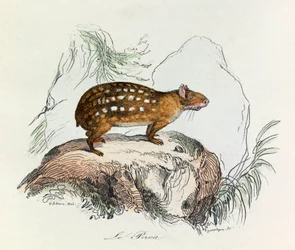 Illustratie uit het boek "Complete Works of Buffon": Les Quadrupedes: De paca (gravure)