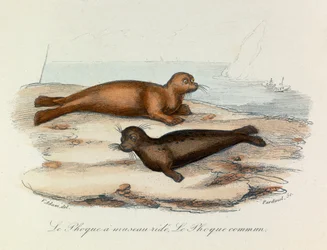 Illustratie uit het boek "Complete Works of Buffon": Les Quadrupedes: Le seal a snout ride et le seal (gravure)