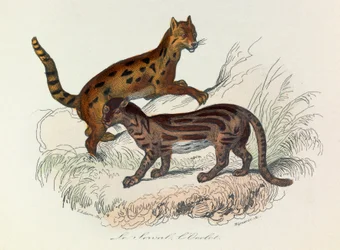 Illustratie uit het boek "Complete Works of Buffon": Les Quadrupedes: De serval en de ocelot (gravure)