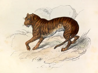Illustratie uit het boek "Complete Works of Buffon": Les Quadrupedes: De tijger (gravure)