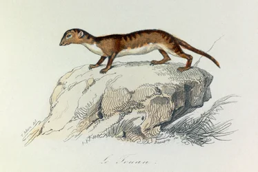 Illustratie uit het boek "Complete Works of Buffon": Les Quadrupedes: Le touan (gravure)