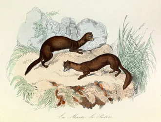 Illustratie uit het boek "Complete Works of Buffon": Les animaux: La marte et le fertois (gravure)