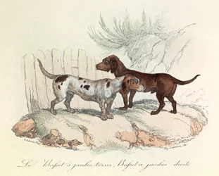 Illustratie uit het boek "Complete Works of Buffon": Les animaux: Le basset a torso legs et le basset a straight legs (gravure)