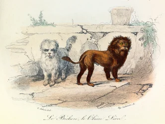 Illustratie uit het boek "Complete Works of Buffon": De dieren: Le bichon et le chien lion (gravure)