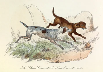 Illustratie uit het boek "Complete Works of Buffon": Les animaux: Le chien courant et le chien courant metis (gravure)