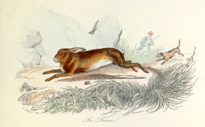 Illustratie uit het boek "Complete Works of Buffon": Les animaux: De haas (gravure)