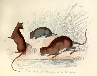 Illustratie uit het boek "Complete Works of Buffon": Les animaux: Le rat perchat, le vole et le rat d