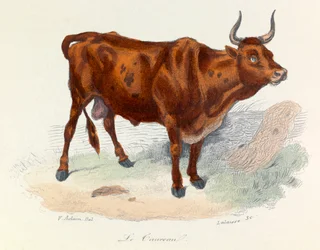 Illustratie uit het boek "Complete Works of Buffon": Les animaux: Le taureau (gravure)