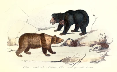 Illustratie van Siberische mannetjesbeer en beer met grote lippen, geclassificeerd door Linneene en Cuvier (gravure)