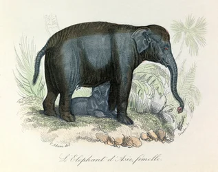 Illustratie van een Aziatische vrouwelijke olifant uit het boek van Buffon, geclassificeerd door Linnaeus en Cuvier (gravure)