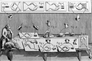 Illustratie van experimenten door Luigi Galvani, Italiaanse natuurkundige en arts (1737 - 1798) die de doorgang van elektrische stroom uitlegt die de benen van een kikker beweegt.