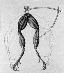 Illustratie van experimenten door Luigi Galvani, Italiaanse natuurkundige en arts (1737 - 1798) die de passage van elektrische stroom uitlegt die de benen van een kikker beweegt.