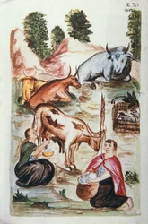Indiase herders zorgen voor koeien, uit het boek "Trujillo del Peru" of "Códice Martínez Compañón", door Baltazar Martinez Compañón y Bujanda, bisschop van Trujillo (1782-1785)