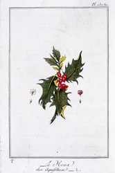 De hulst (Ilex Aquifolium) - in 
