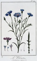 De korenbloem (Centaurea Cyanus) - in 