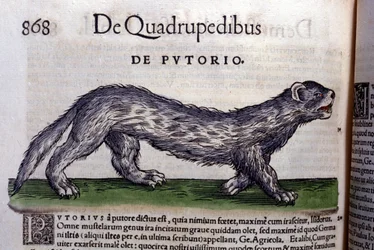 Le fertois - in Historia Animalium door Conrad Gesner (1516 - 1565), Tiguri