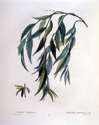Blad van treurwilg (Salix babylonica)