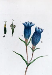 Kleine gentiaan (moerasgentiaan