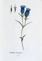 Kleine gentiaan (moerasgentiaan