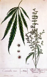 Mannelijke cannabisplant. Gravure 19e eeuw.
