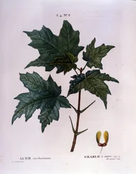 Esdoorn tak. Botanische plaat uit een herbarium uit het begin van de 19e eeuw.