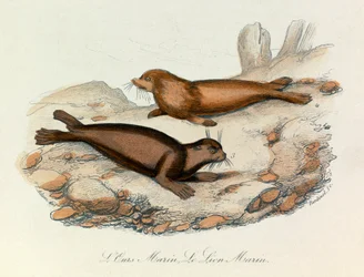Zeebeer en leeuw ingedeeld volgens de nomenclatuur van Linneene en de classificatie van Cuvier (gravure)