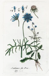 Weide Scabiosa
