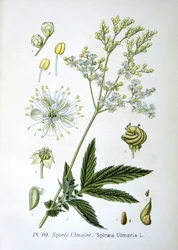 Moerasspirea