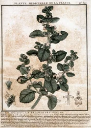 Medicinale plant uit Frankrijk: de stinkende belotte