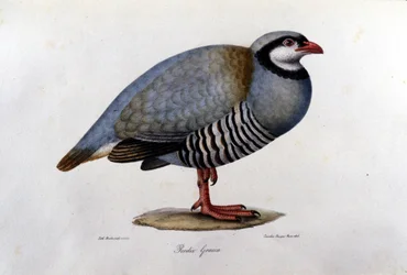 Natuurhistorische plaat die een Griekse patrijs voorstelt. 19e-eeuwse gravure.