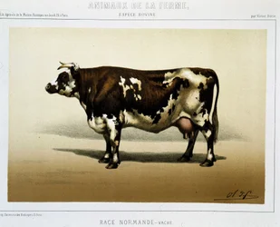 Normandische koe