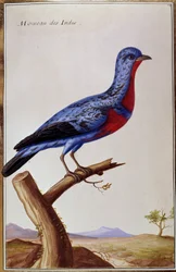 Ornithologie: een mus uit de Indes. Plaat uit de 18e eeuw. Parijs, B.N.