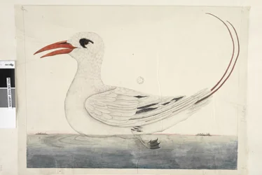 Phaeton Rood, Staart Tropicbird Phaethon rubricauda, 1791-92