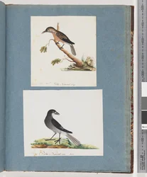 Pagina 103. Onbekende vogel. Honingeter. 104. Onbekende vogel