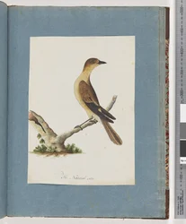Pagina 109. Onbekende vogel