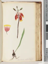 Pagina 110. Blandfordia nobilis Exot. Bot / t. 4. Kerstklok