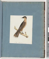 Pagina 110. Onbekende Vogel