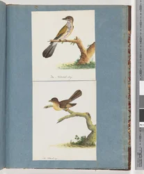 Pagina 111. Onbekende Vogel. 112. Onbekende Vogel.