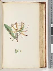 Pagina 112. Onbekende plant