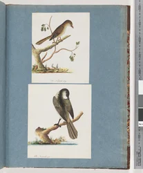Ongeïdentificeerde vogel