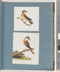 Pagina 125. Onbekende Vogel. 126. Onbekende Vogel