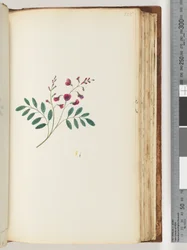 Pagina 125. Onbekende plant