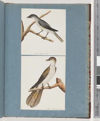 Pagina 127. Onbekende Vogel. 128. Onbekende Vogel