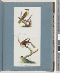 Ongeïdentificeerde vogel