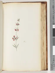 Pagina 130. Onbekende plant