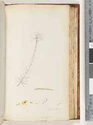 Pagina 131. Germen harig / Ericifolia onvoltooide tekening